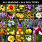 Colorful Flower Seeds 299