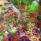 Colorful Flower Seeds 299