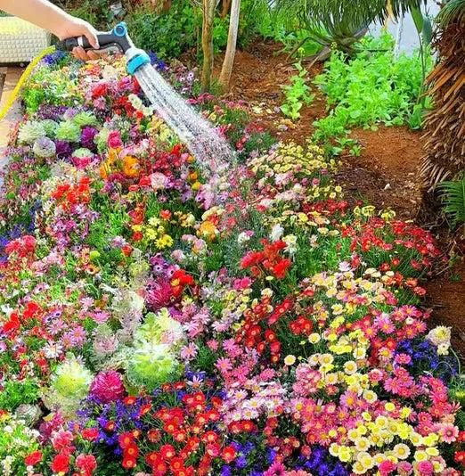 Colorful Flower Seeds 299